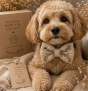 Bow Tie For Dog